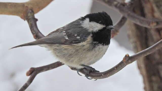 L'arrivée du printemps