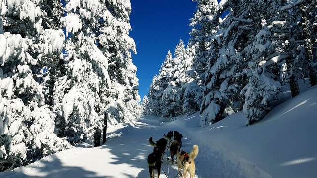 Balades avec les chiens de traîneaux