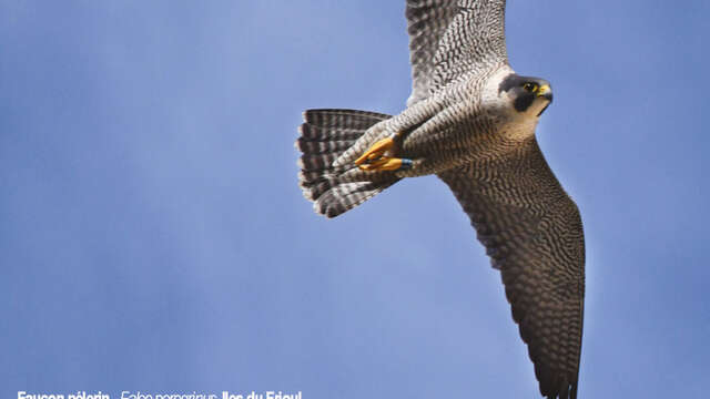 Zozios et autres piafs marseillais