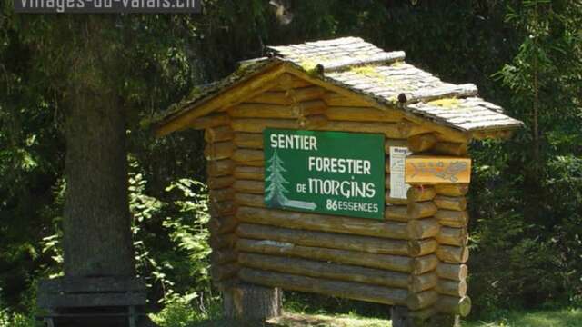 Morgins - The Alpine Forest Trail