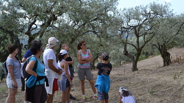 Rando apéro dans les oliveraies du Nyonsais