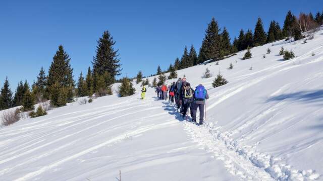 La forêt de montagne