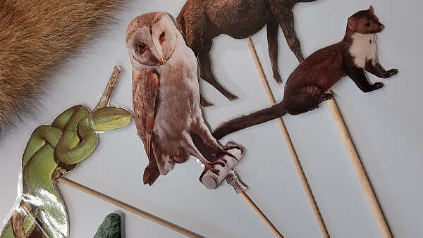 Animation hors les murs "Plumes, poils, écailles, coquilles" à la Bibliothèque des 5 avenues