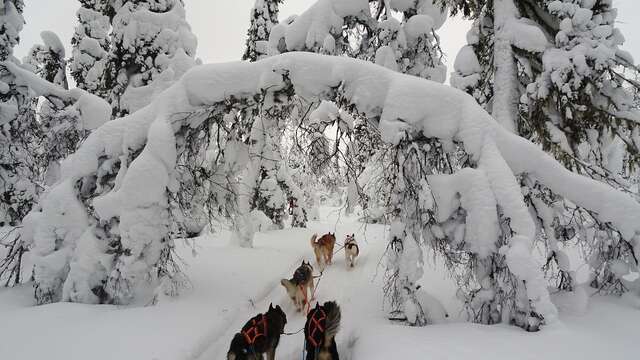 Baptême en traîneau à chiens avec Qimmiq