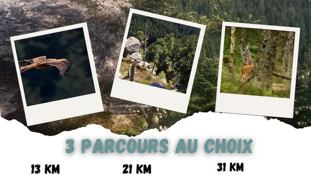 Sortie équestre "Beau dimanche en forêt de Taillard"