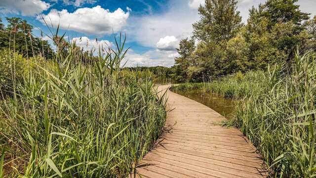 Gravière aux Oiseaux - Balade des plantes sauvages