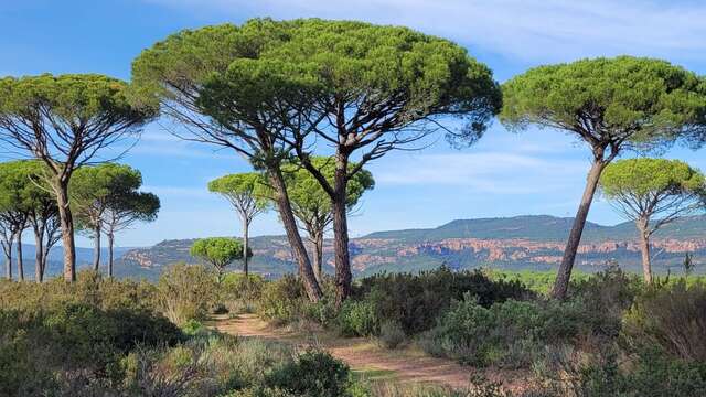 La vallée de l'Endre et ses pins parasols