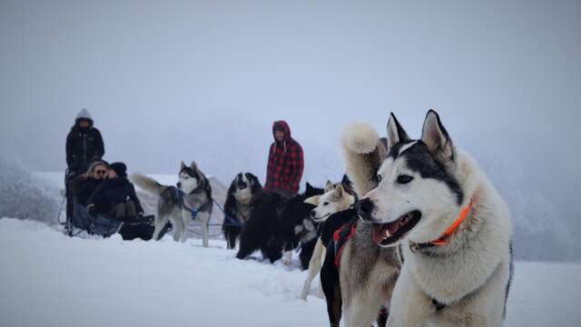 Mini-Musher