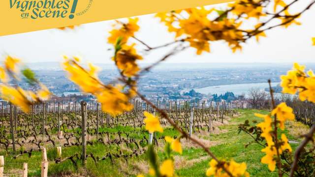 Découverte des plus belles parcelles du vignoble de la Maison M. CHAPOUTIER