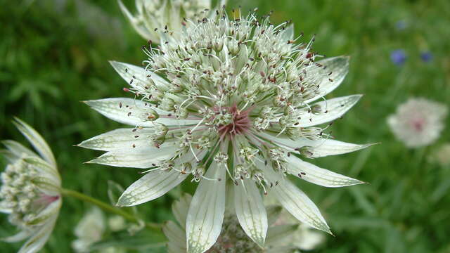 Journée botanique perfectionnement