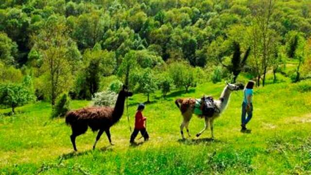 Promenades avec la Ferme des Lamas