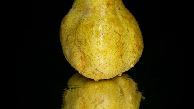 The Sarteau pear, travelling to Draix