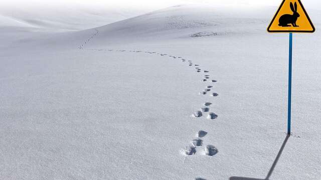 Accompagnez un Garde-Moniteur à la recherche des traces de la faune en hiver