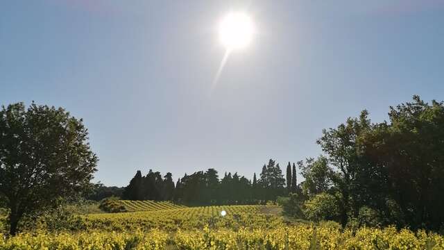 Visite du vignoble - Domaine Wilfried