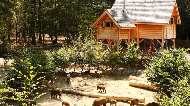 Chênes et Sangliers perched cabins - DDLD