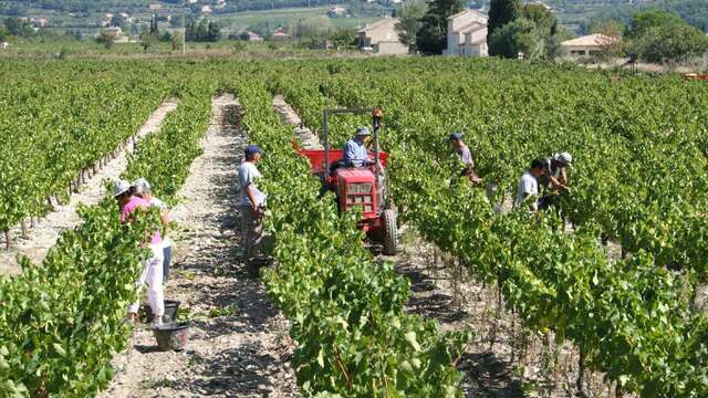 Domaine de l'Amauve (Groupes & Séminaires)