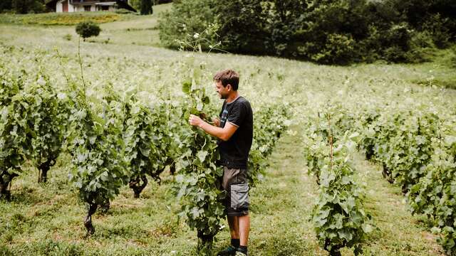 Le coteau du Môle - Cave Gantin