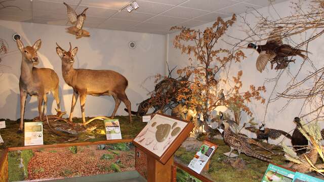 Visite du Musée de la Faune