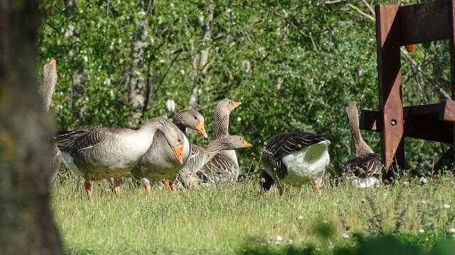 Fête de la Nature : partez en Mission Nature au parc de la Lère avec le dernier jeu de piste numérique Baludik