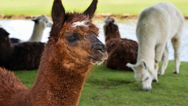 Visite VIP avec manipulation des lamas