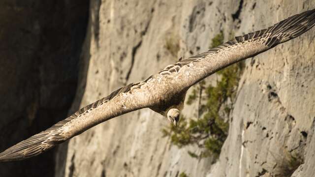 Field Trip: Discovering and Observing the Vultures of the Verdon