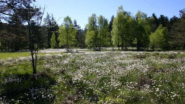 La Tourbière des Vernels