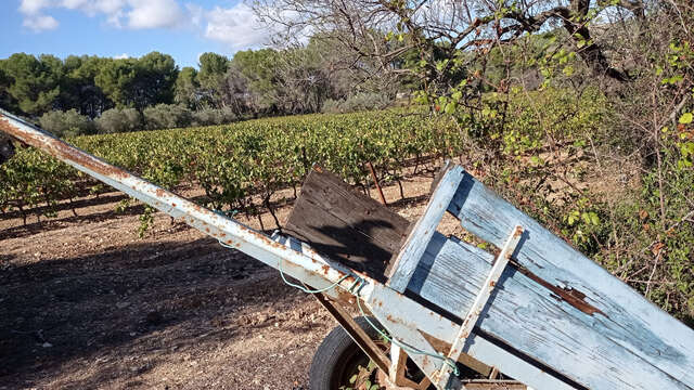 Winzerlehrpfad - Sortenschleife