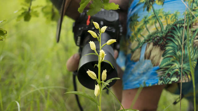 Objectif orchidées sauvages