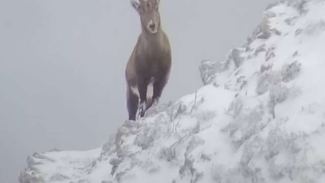 Winter wildlife at La Chapelle d'Abondance