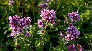 Balade et visite de mon jardin pédagogique en alpage : plantes medicinales et comestibles de Chartreuse