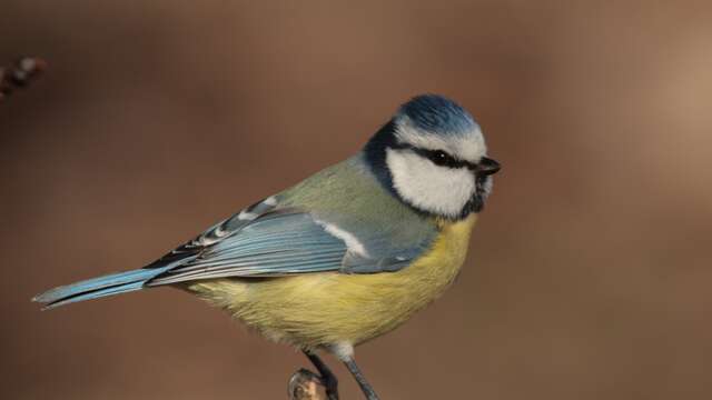 Atelier "Écoutez et découvrez les oiseaux"