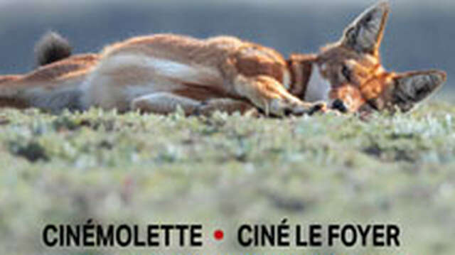 Sortie nocturne avec la LPO - "Ecran nature, des films pour tous les regards"