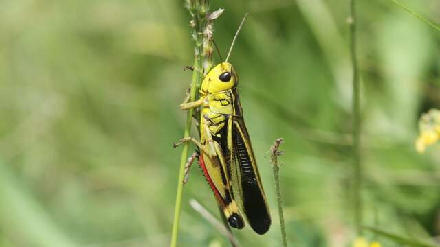 Soirée papillons et orthoptères