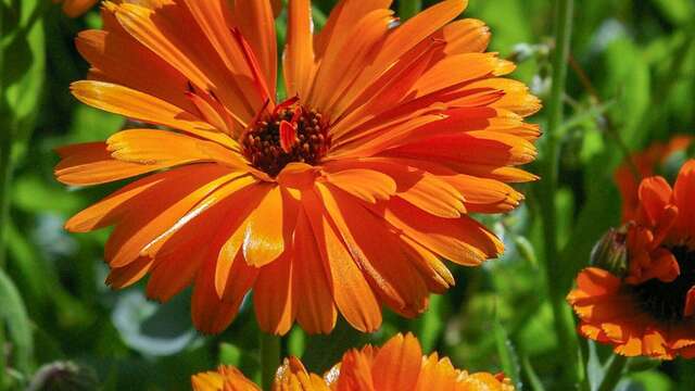 Les Mardis Plantes & Santé - Les Échappées Estivales