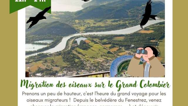 Migration des oiseaux sur le Grand Colombier