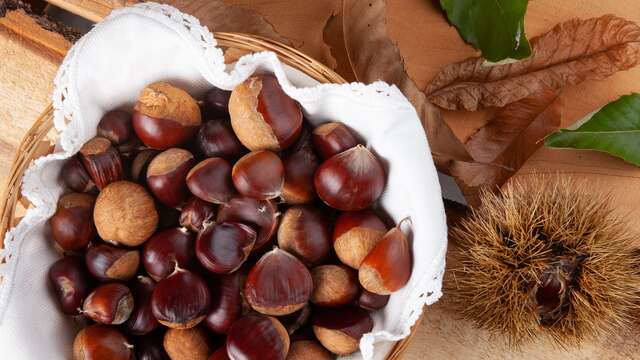 An exhibition dedicated to the chestnut