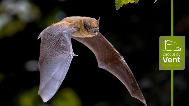 Chauve-souris, reines de la nuit