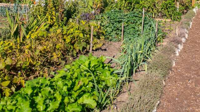 Festival Ventoux Saveurs - Workshop: water besparen in de moestuin
