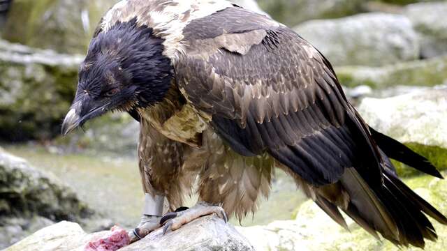 Découvrez les oiseaux des Alpes avec le Bureau Montagne de Passy