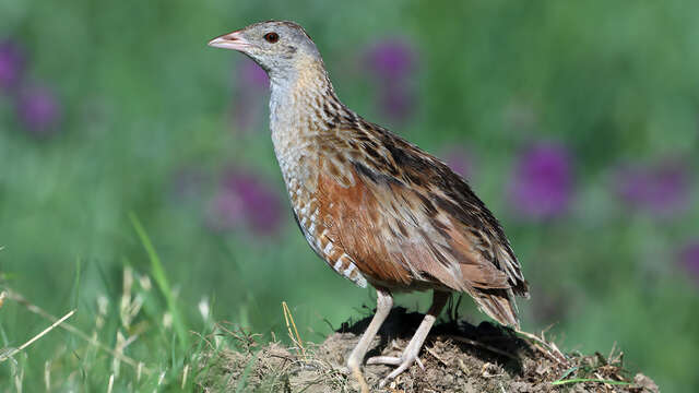 À la découverte du Râle des genêts