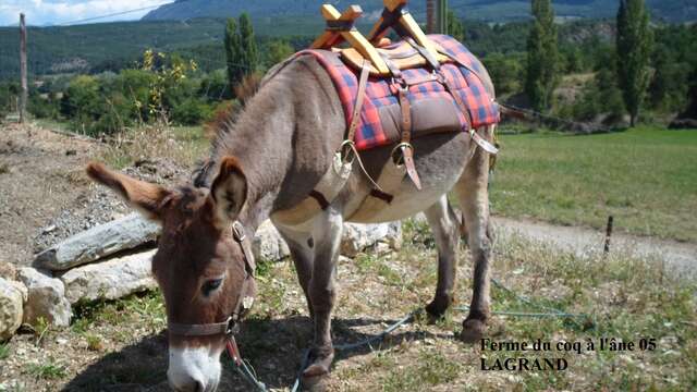 Balade avec des ânes à Lagrand