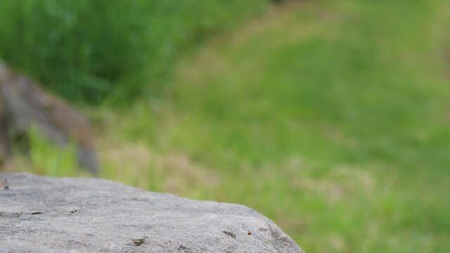 GR®89 - Chemin de Montaigne : Saint-Martin-Lestra / Poncins