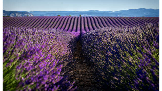 LES GRANDES MARGES Les Vergers d'Alex