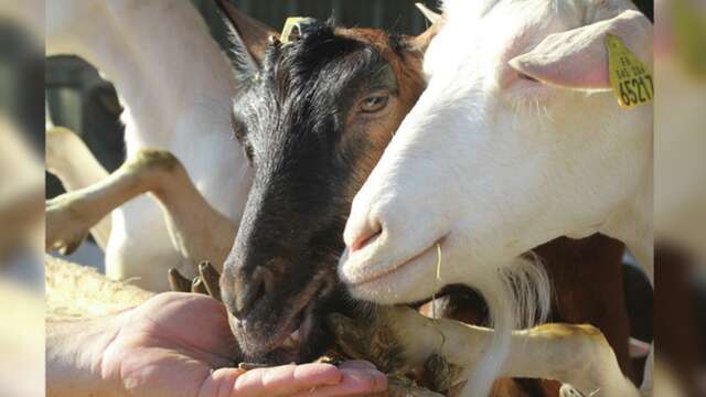Les chèvres d'Amandine
