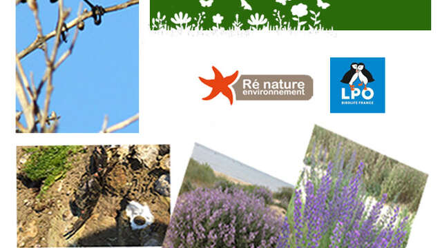 Déambulation Nature avec Ré Nature Environnement