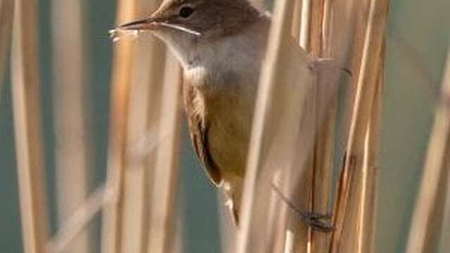 Initiation à l'ornithologie