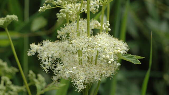 Plantes sauvages comestibles, avec Caroline Garnier, Ethnobotaniste