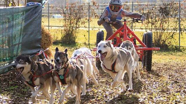 Discover mushing - Special offer for groups