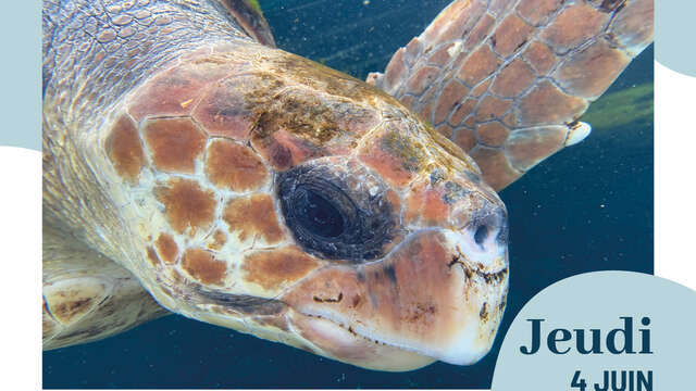 Conférence environnement : "Vivons comme une tortue : les tortues de mer Méditerranée "
