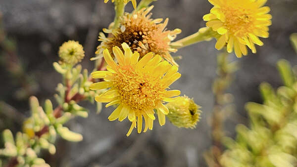 Sortie nature : flore des calanques de Cassis